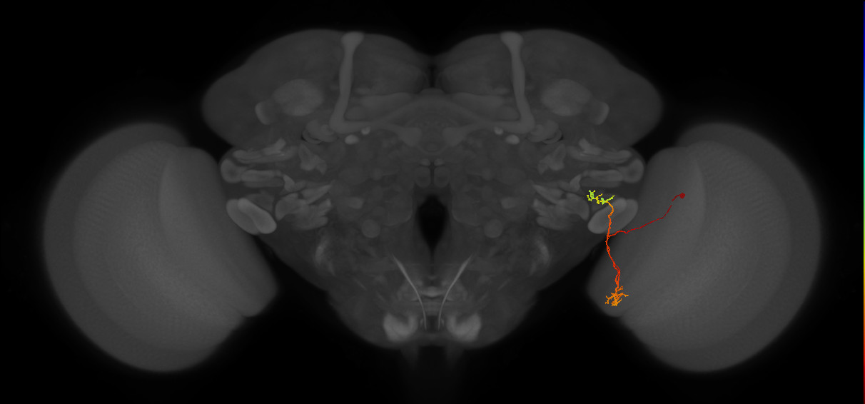LC18 (FlyEM-HB:1871031444)