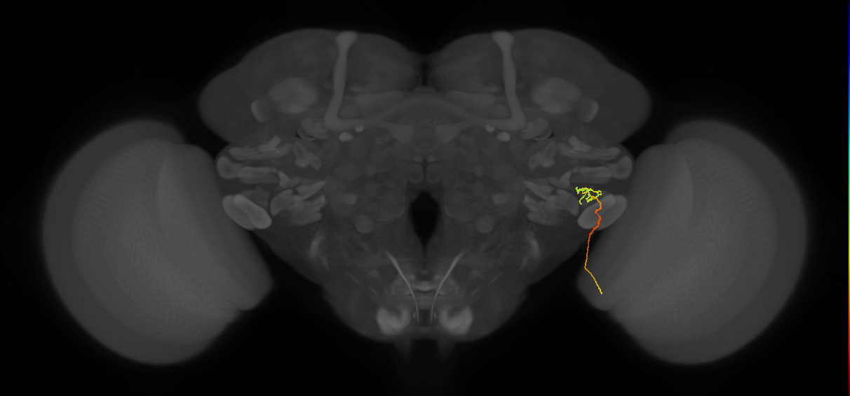 LC18 (FlyEM-HB:1721659644)