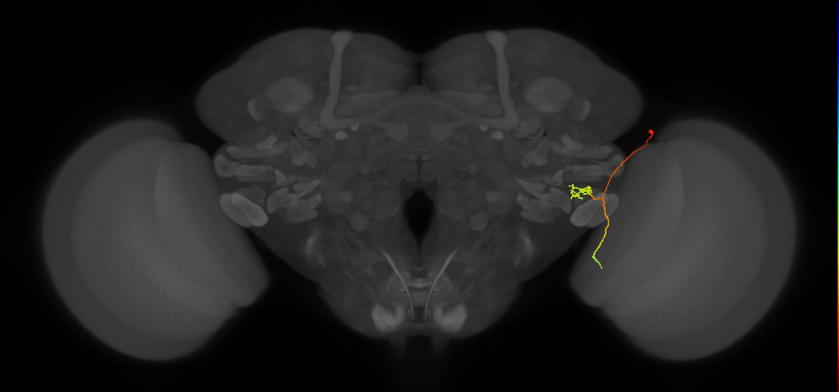 LC18_R (FlyEM-HB:1718918235)