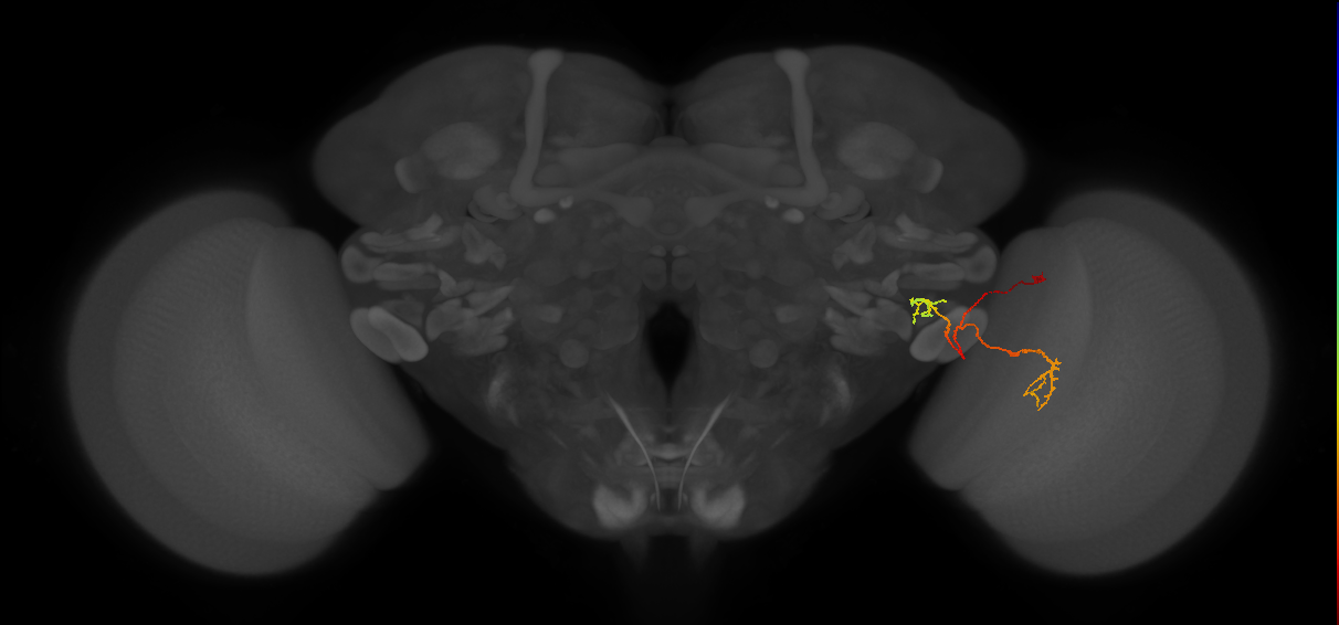 LC18(PLBDL4)_R (FlyEM-HB:1722005013)