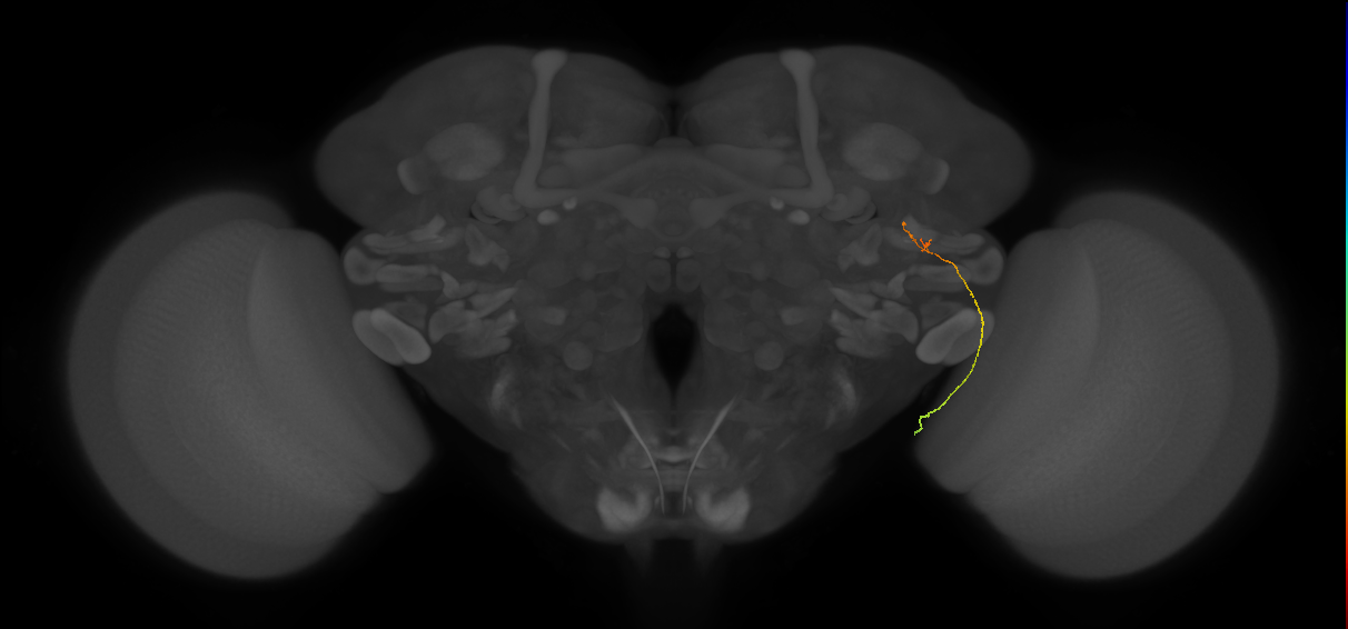 LC20 (FlyEM-HB:1223758589)
