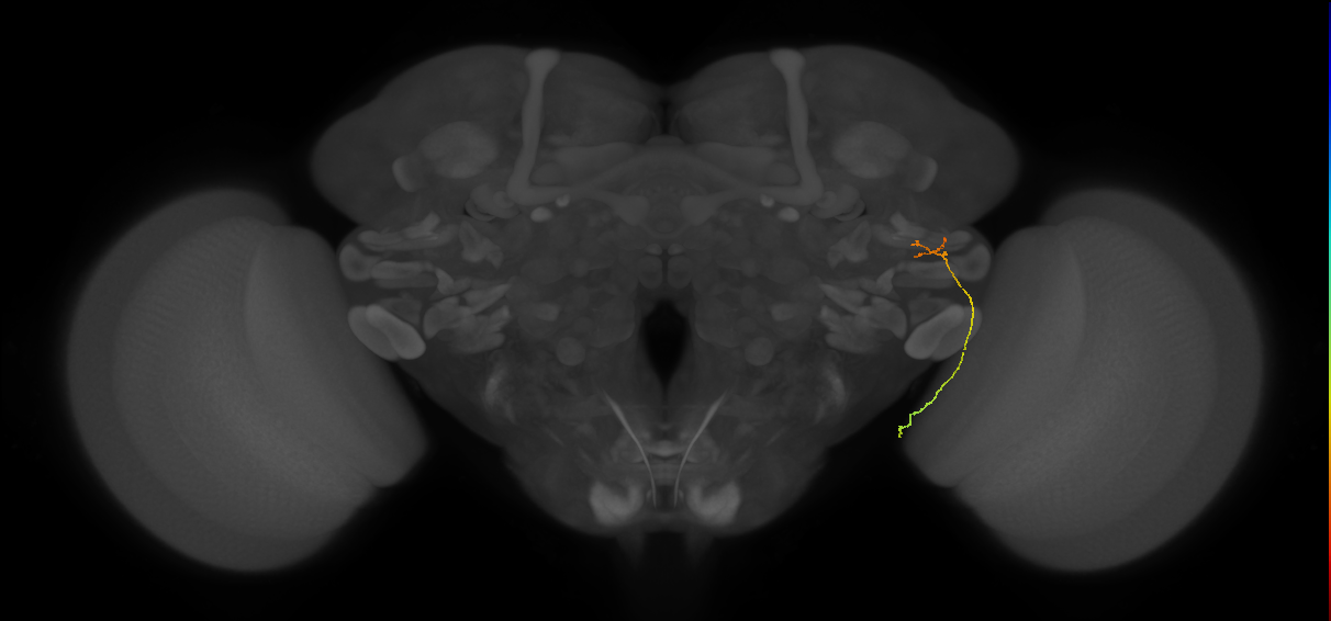 LC20 (FlyEM-HB:1378570483)
