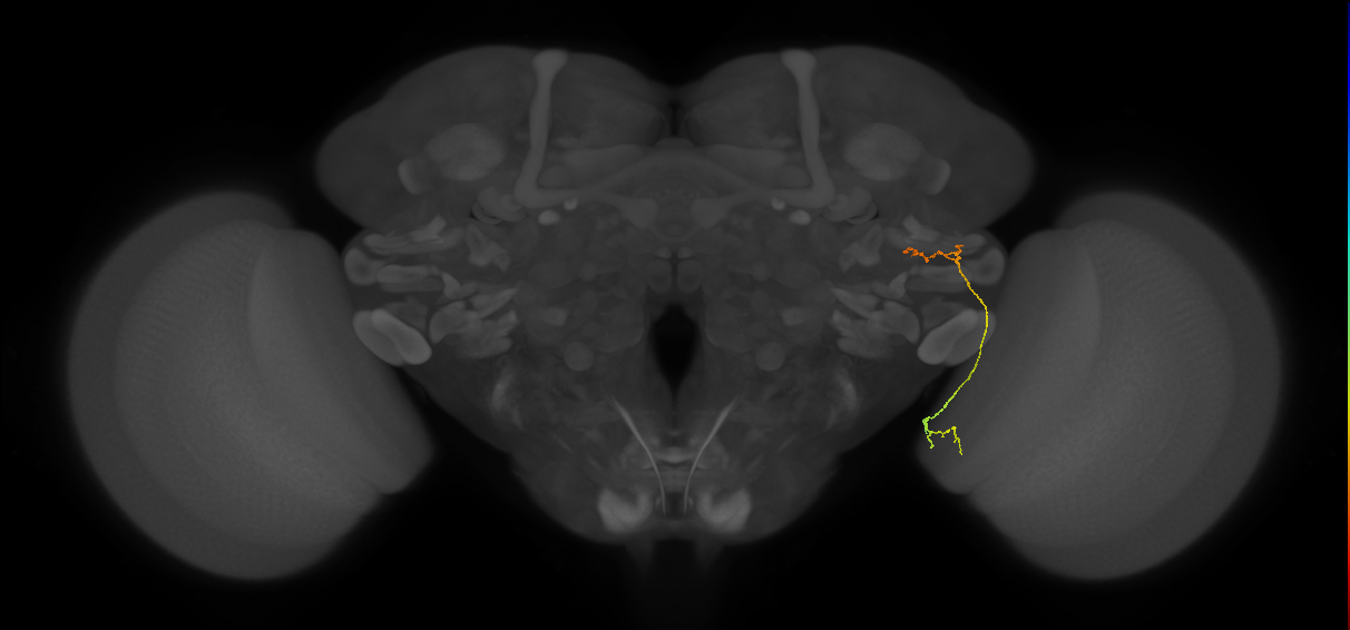 LC20 (FlyEM-HB:1347176607)