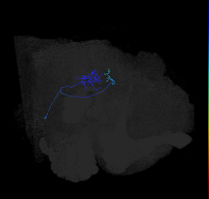 LC20 (FlyEM-HB:1688526691)