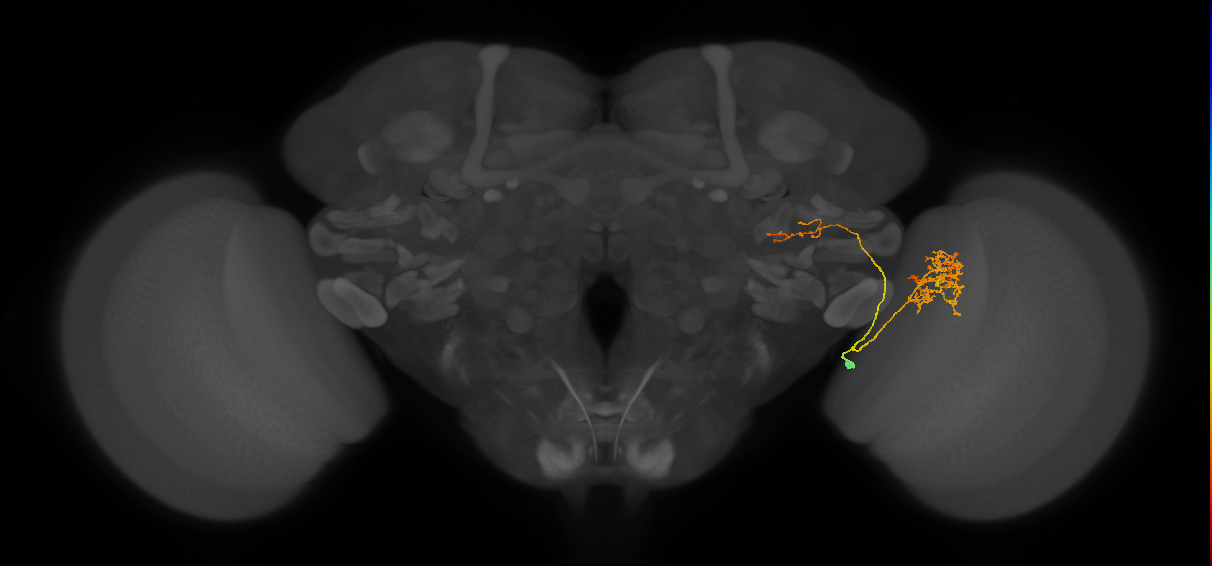 LC20 (FlyEM-HB:1688526691)