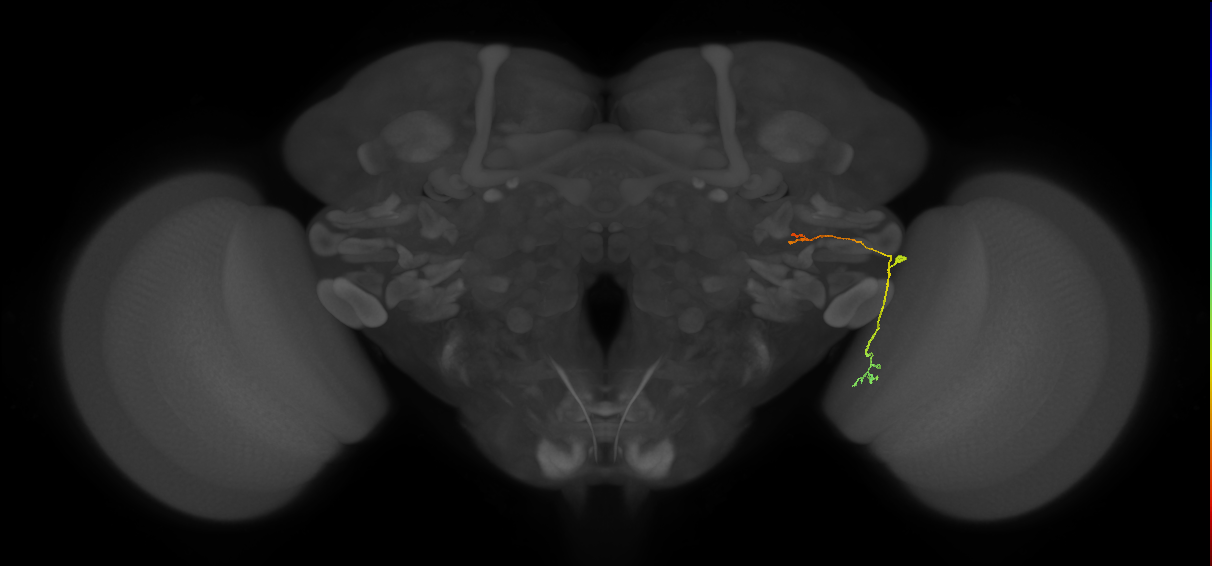 LC20 (FlyEM-HB:1469999513)