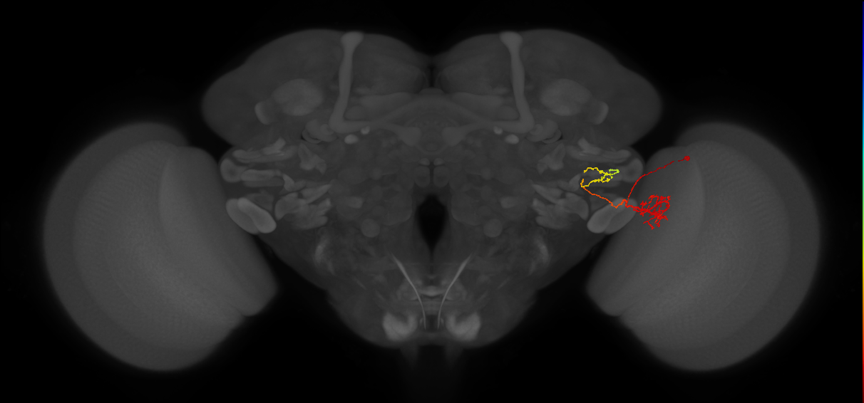 LC21(PLBDL4)_R (FlyEM-HB:1559284412)