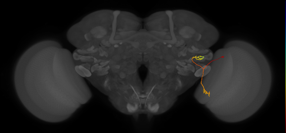 LC21(PLBDL4)_R (FlyEM-HB:1534785094)