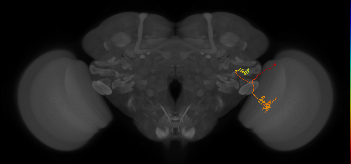 LC21(PLBDL4)_R (FlyEM-HB:1532060472)