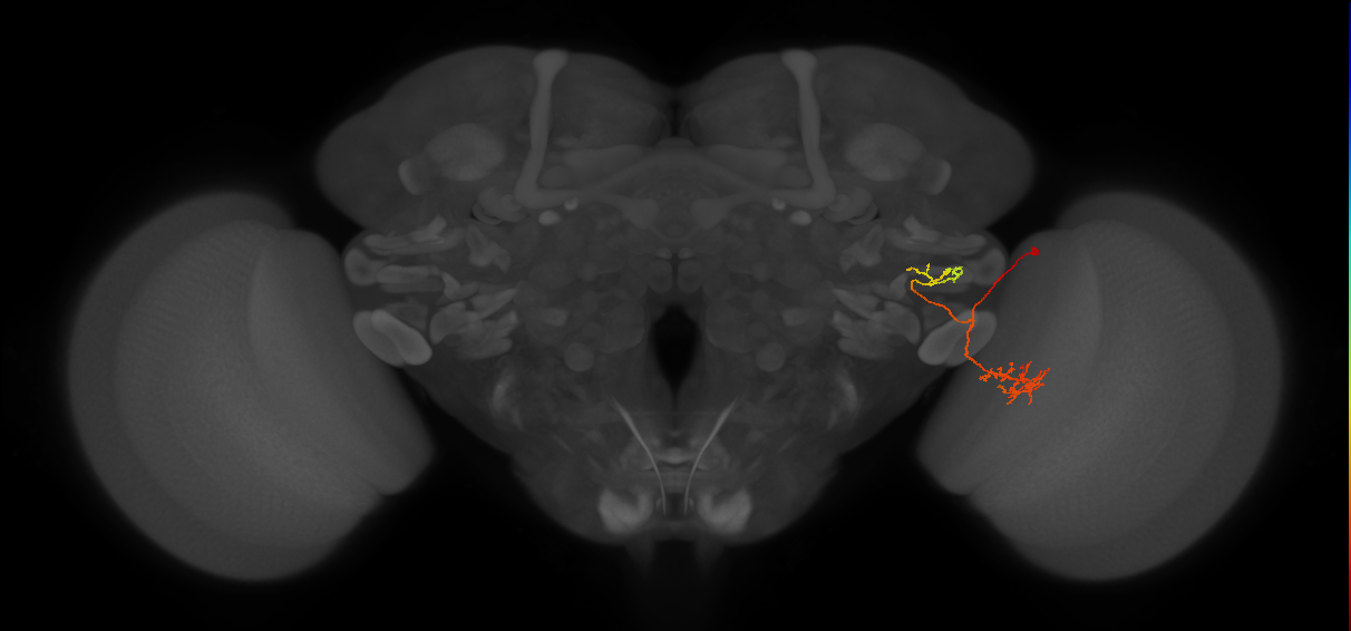 LC21(PLBDL4)_R (FlyEM-HB:1808927915)