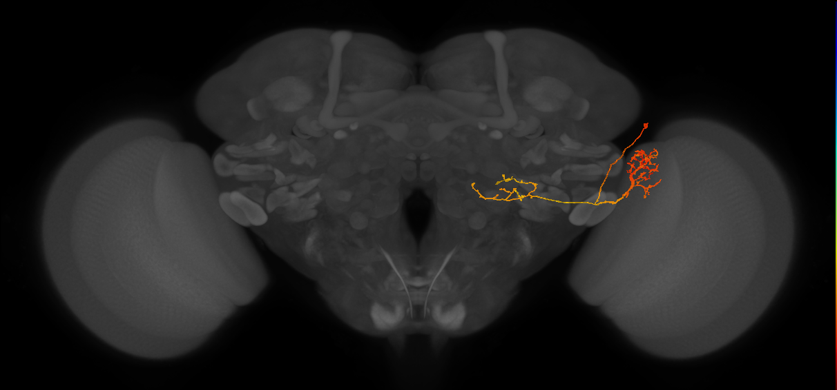 LC22_R (FlyEM-HB:5813033675)