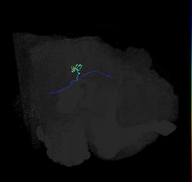 LC22_R (FlyEM-HB:1749343874)