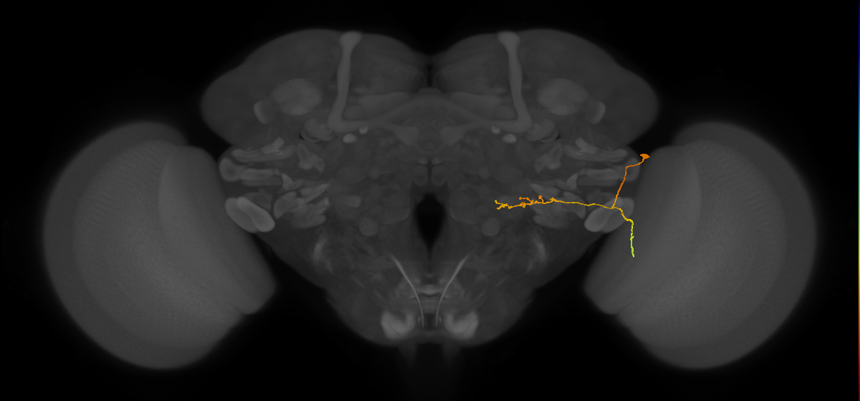 LC22_R (FlyEM-HB:1749343874)