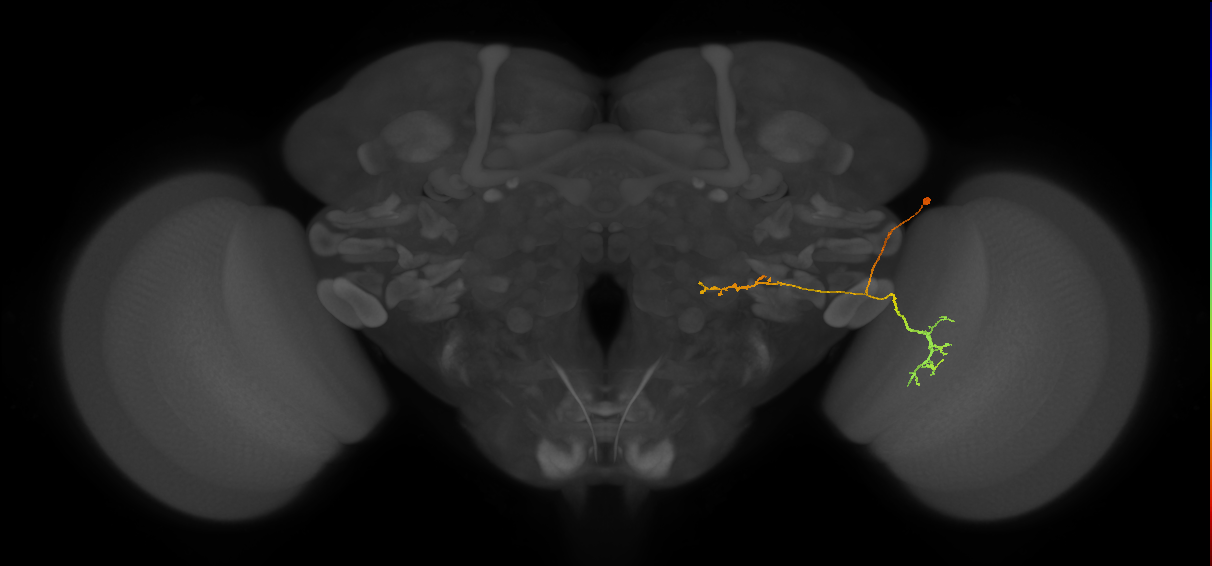 LC22_R (FlyEM-HB:5813045867)