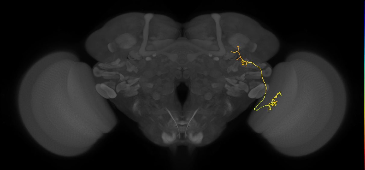 LC24 (FlyEM-HB:1938174967)