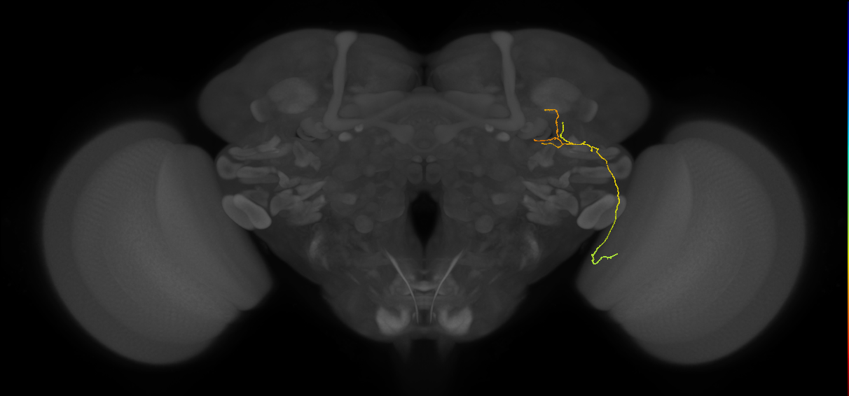 LC24 (FlyEM-HB:977201052)