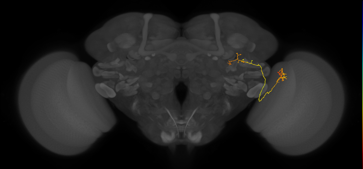 LC24 (FlyEM-HB:5812987748)