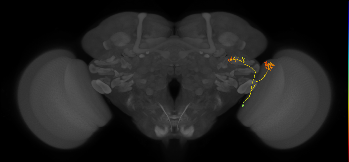LC24 (FlyEM-HB:1252677095)