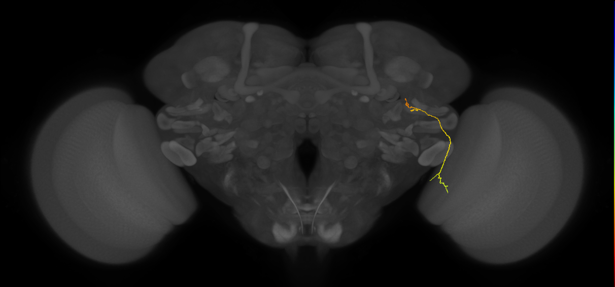 LC24 (FlyEM-HB:1192735693)