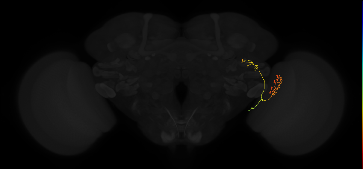 lobula columnar neuron LC24