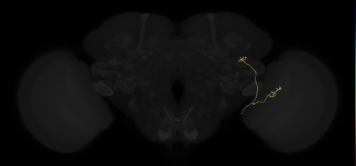 lobula columnar neuron LC24