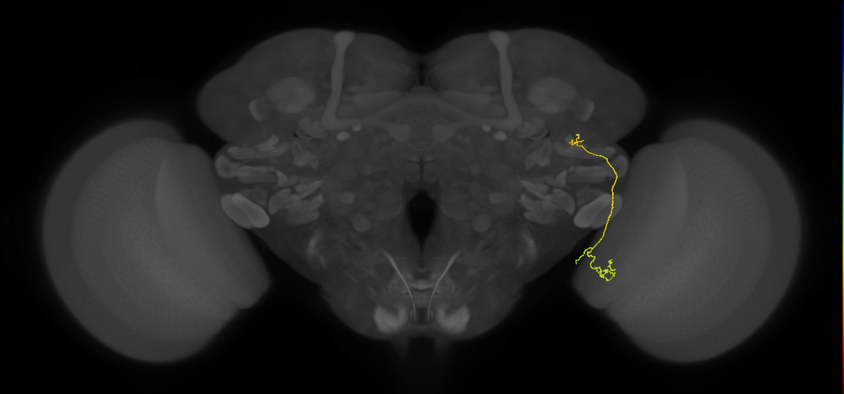 LC24 (FlyEM-HB:1257163007)