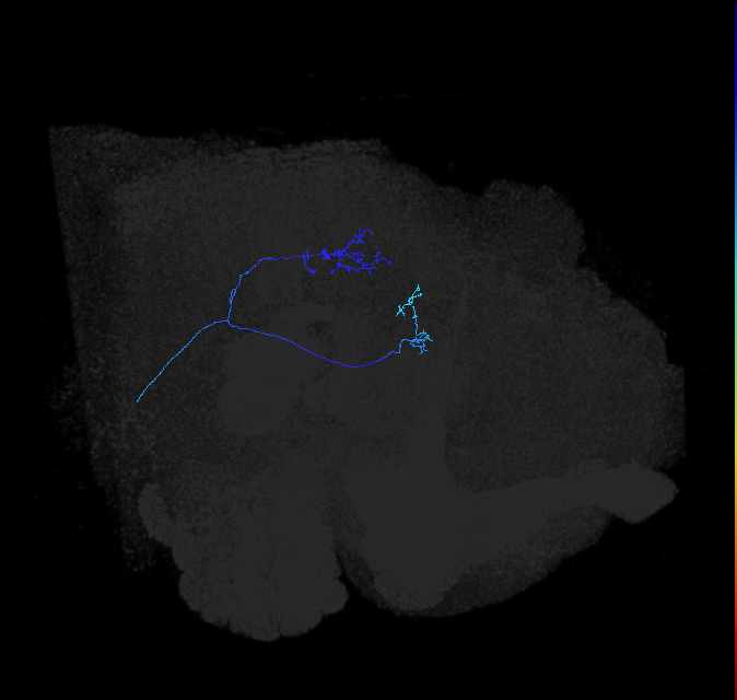 LC24 (FlyEM-HB:1408535544)