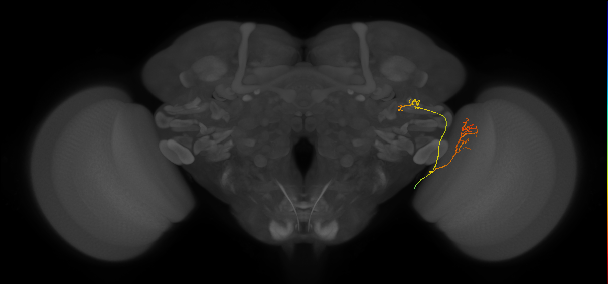 LC24 (FlyEM-HB:1408535544)