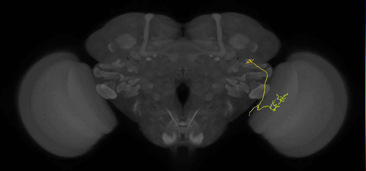 LC24 (FlyEM-HB:1505753240)