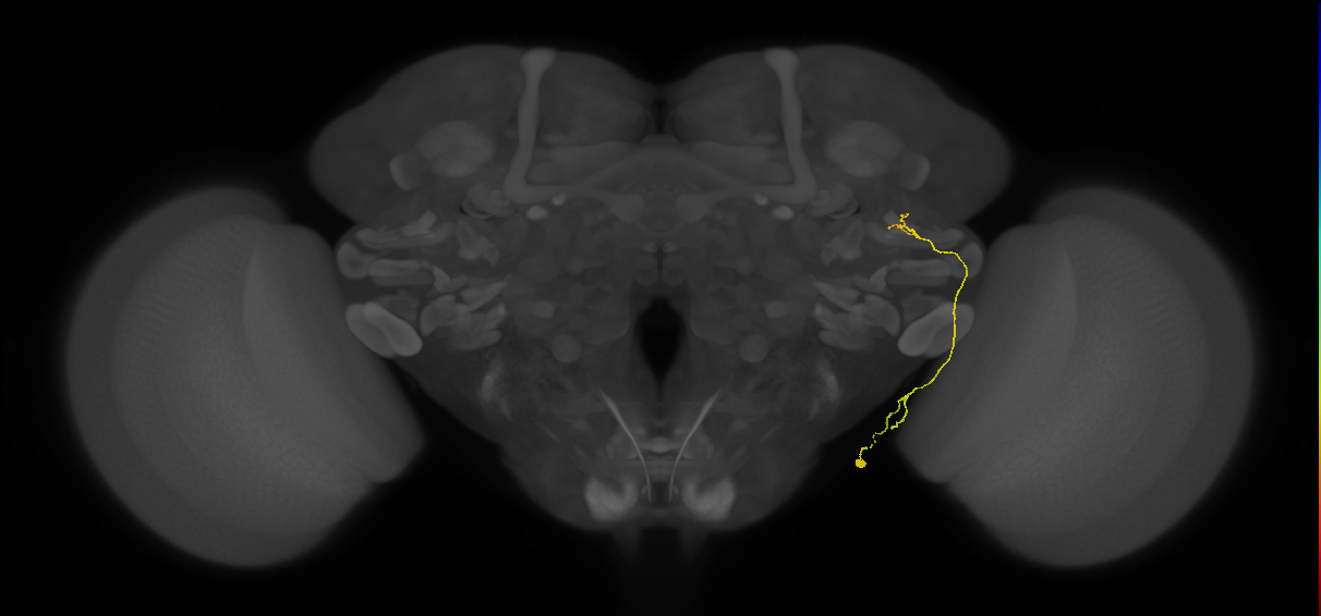 LC24(LWF6)_R (FlyEM-HB:1257167518)