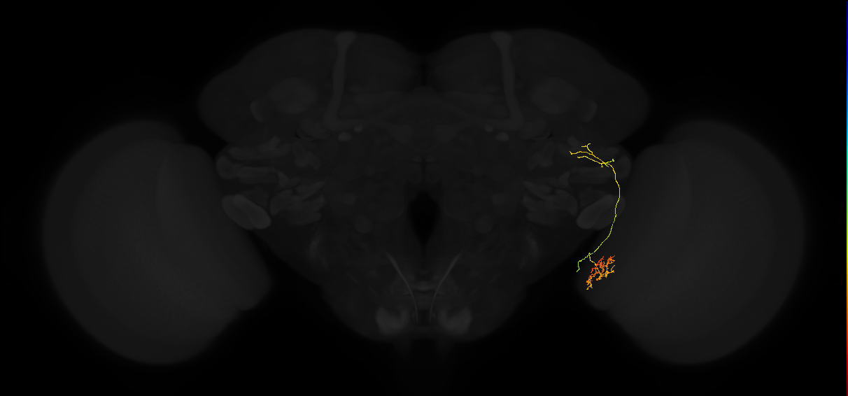 lobula columnar neuron LC25
