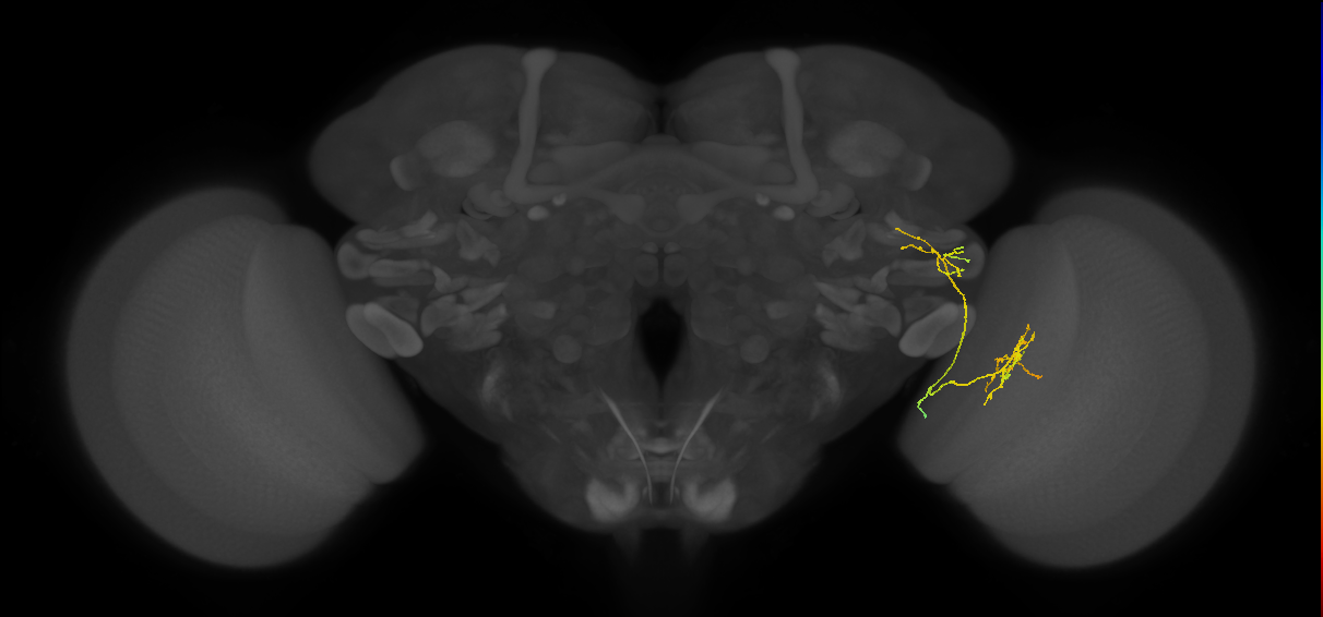 LC25 (FlyEM-HB:1875409122)
