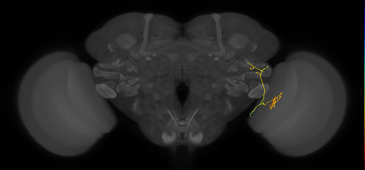 LC25 (FlyEM-HB:1905429029)