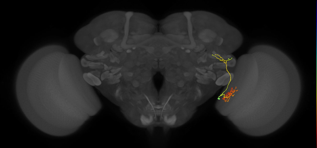 LC25 (FlyEM-HB:1933429987)