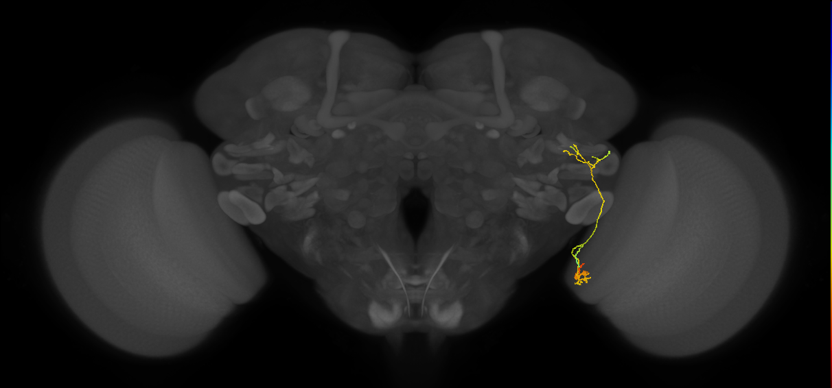 LC25 (FlyEM-HB:2243458832)