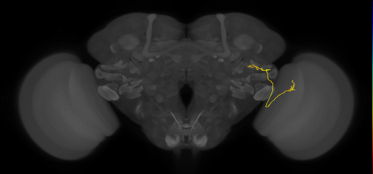 LC26 (FlyEM-HB:1347902152)