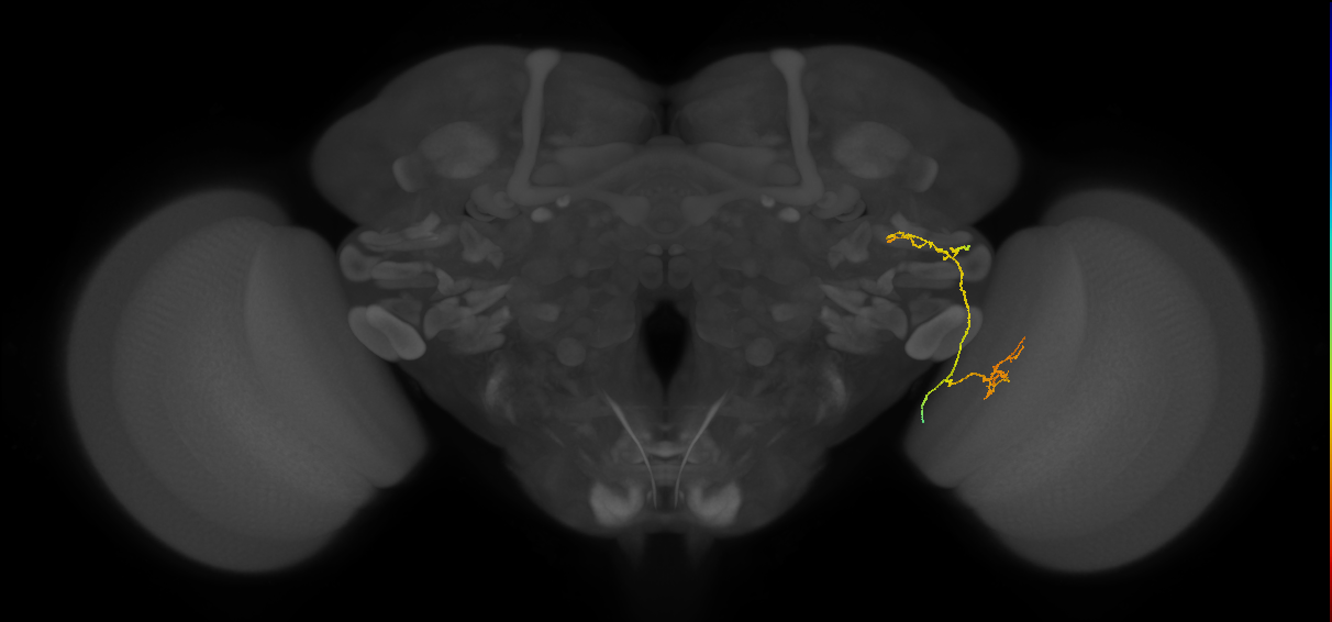LC26 (FlyEM-HB:1842682322)