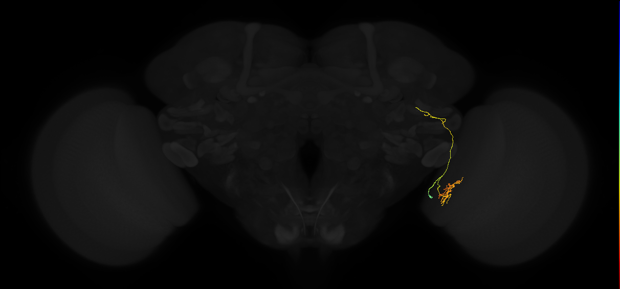 lobula columnar neuron LC26