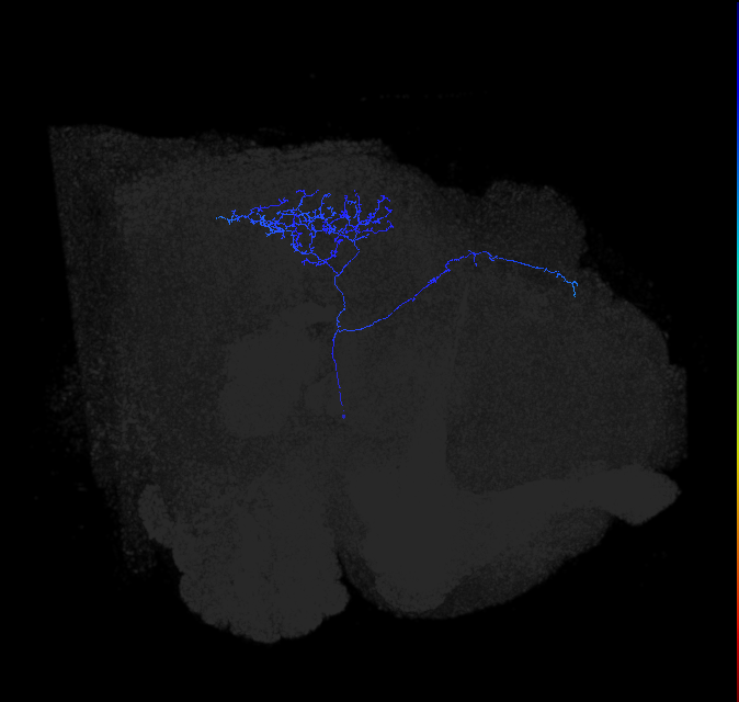 LC28a(lVLPT3)_R (FlyEM-HB:1562712175)