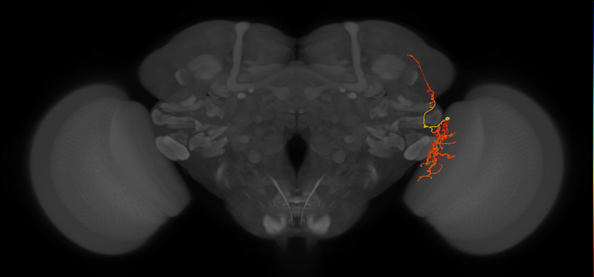 LC28a(lVLPT3)_R (FlyEM-HB:1562712175)