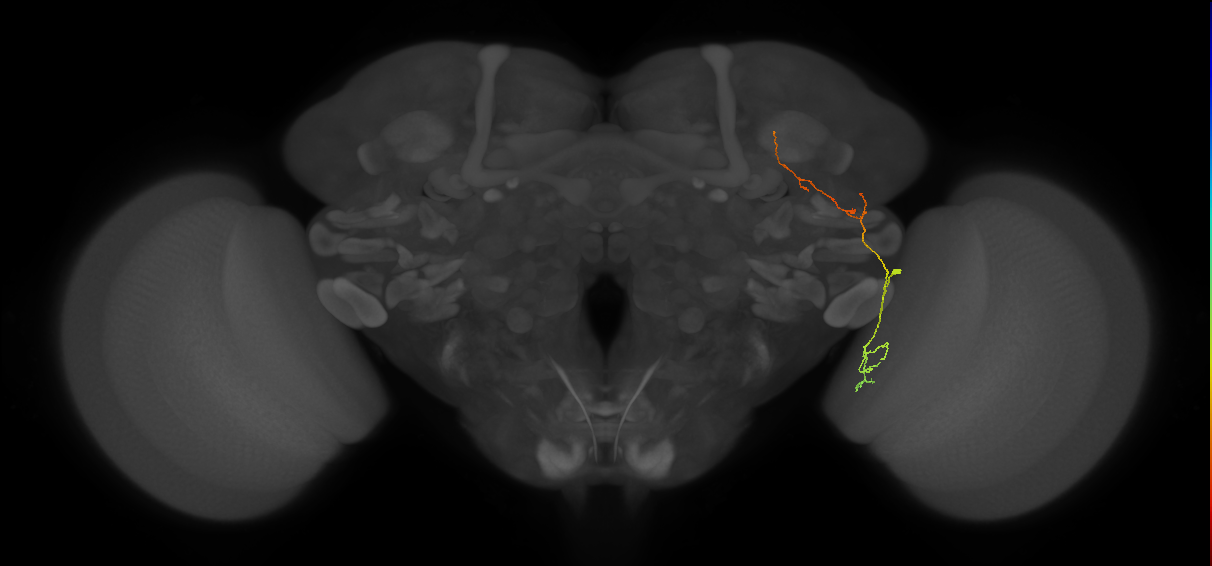 LC28a (FlyEM-HB:1160288913)