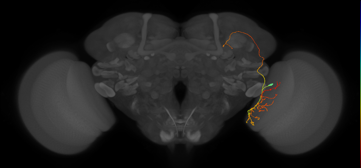 LC28b(lVLPT4)_R (FlyEM-HB:1685147024)