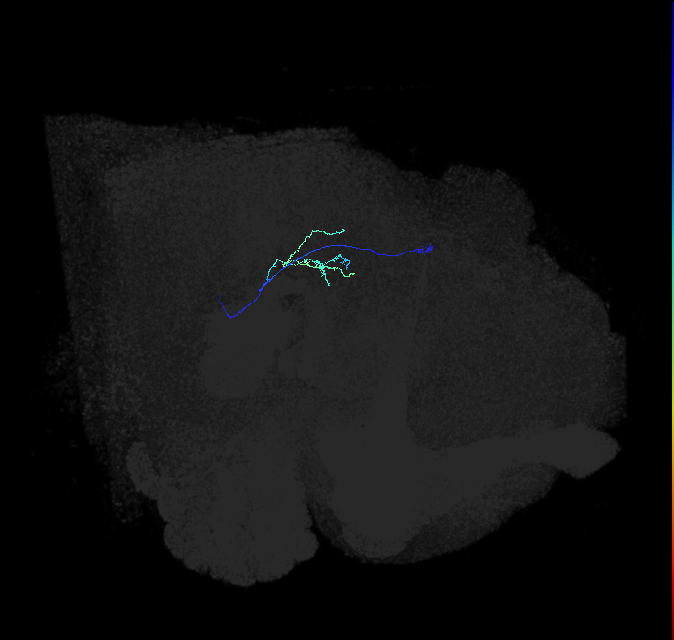 LC29_R (FlyEM-HB:5813033809)