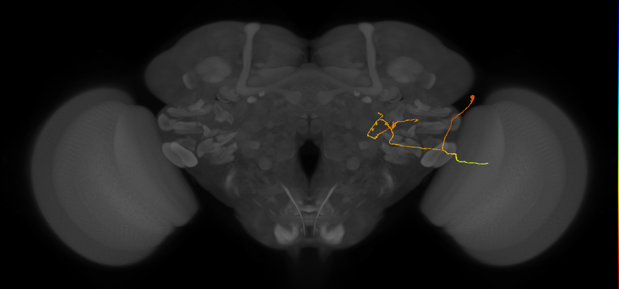 LC29_R (FlyEM-HB:5813033809)