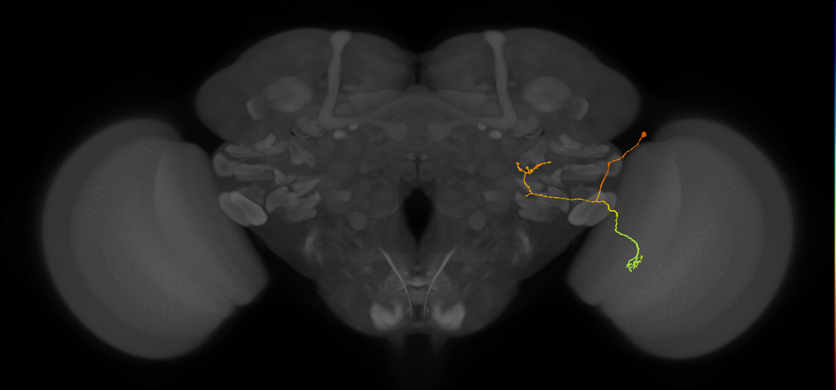 LC29_R (FlyEM-HB:2219867226)