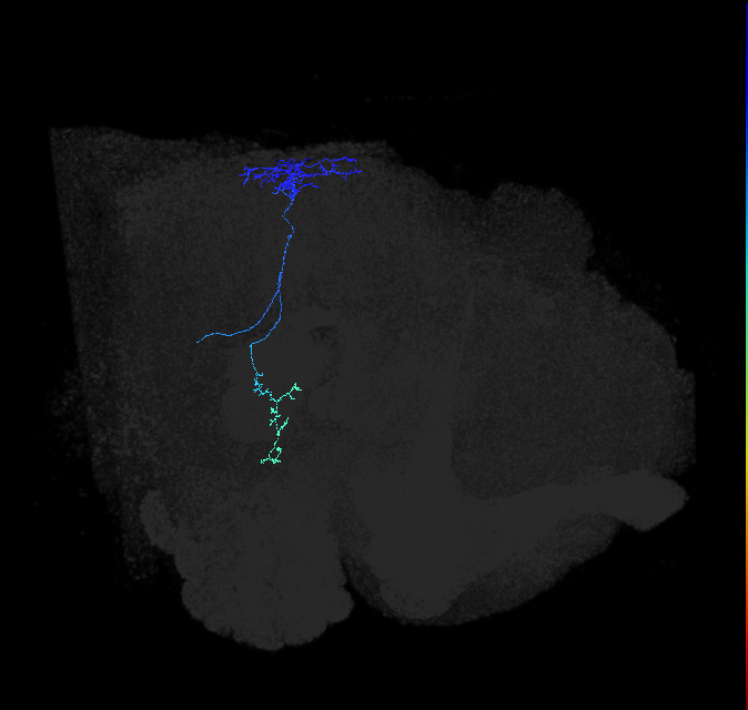 LC31 (FlyEM-HB:1559284164)