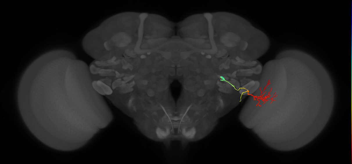 LC31 (FlyEM-HB:1559284164)