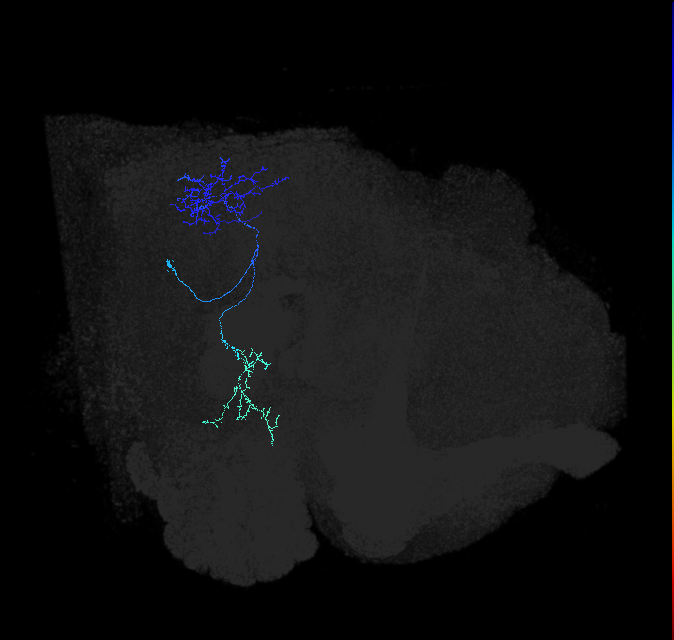 LC31 (FlyEM-HB:5812993245)