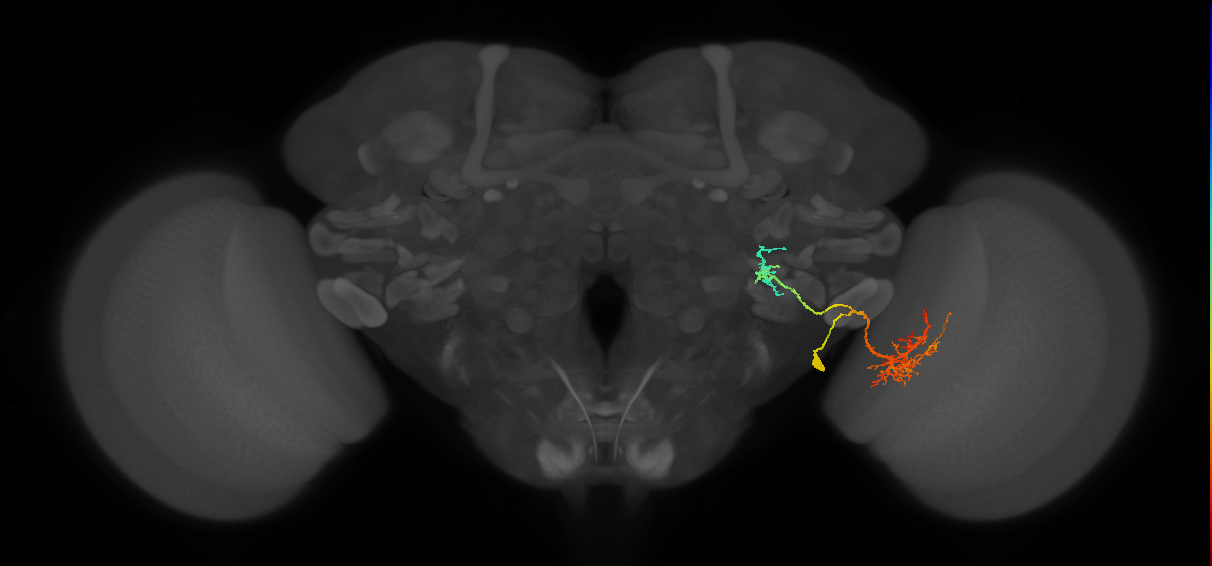LC31 (FlyEM-HB:5812993245)