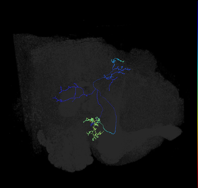 LC33_R (FlyEM-HB:1260883995)